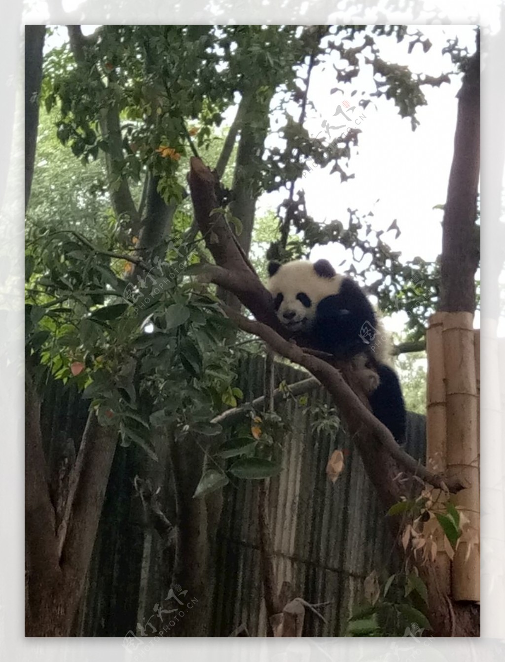 调皮爱爬树的熊猫