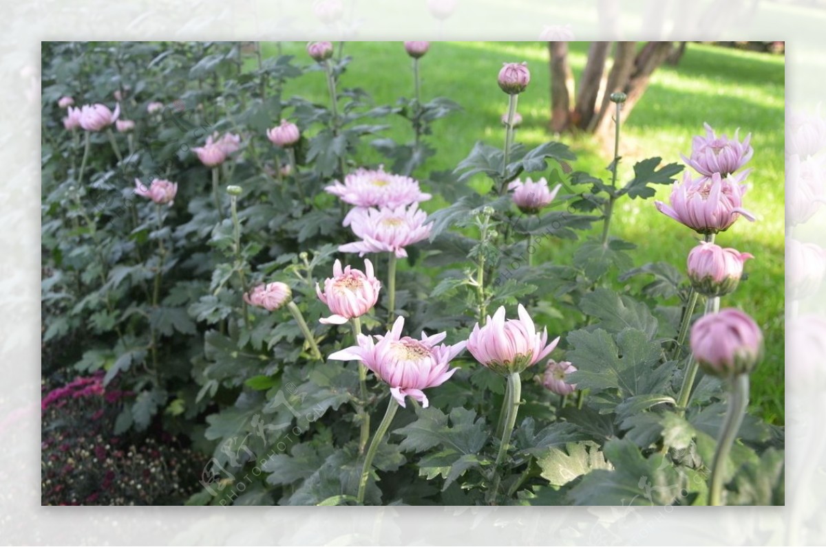 菊花秋菊植物花卉赏菊