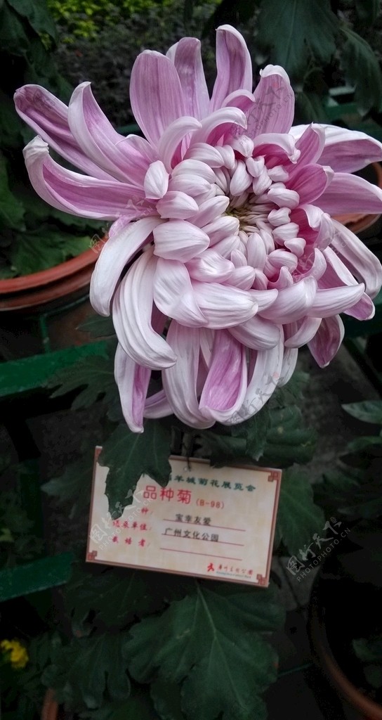 菊花