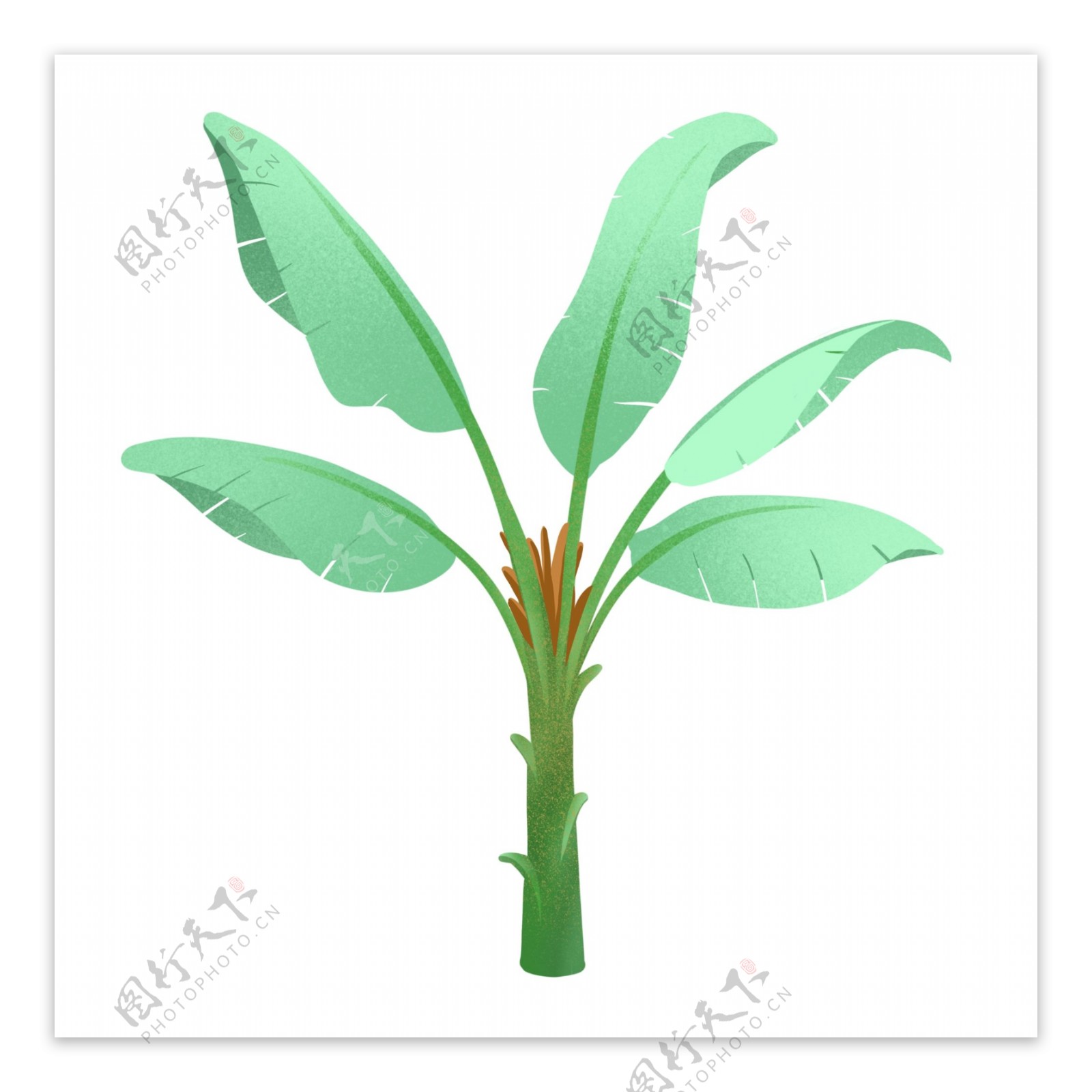 生长热带植物