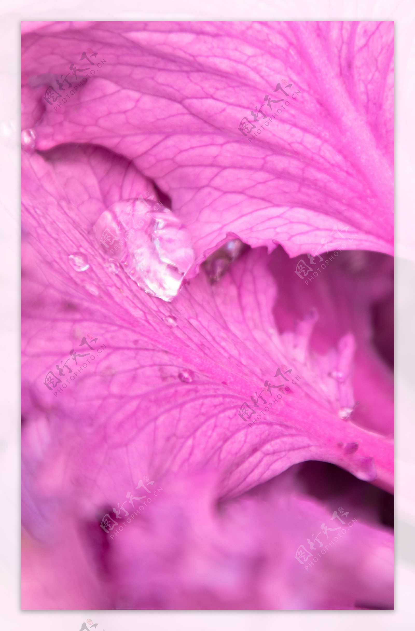 露珠粉紫色植物背景