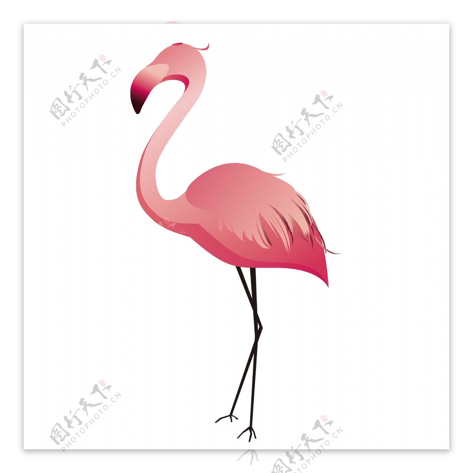 粉红色丹顶鹤插画图案