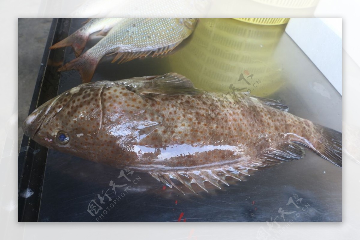 石斑鱼南海石斑海鱼