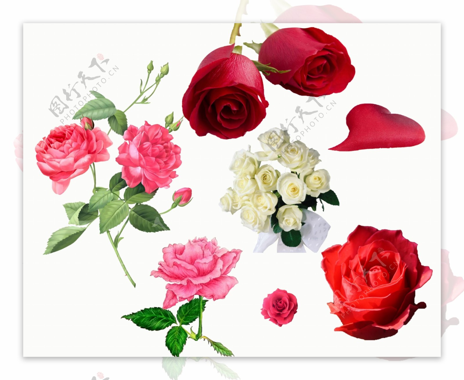 520玫瑰花抠图水彩玫瑰花素材