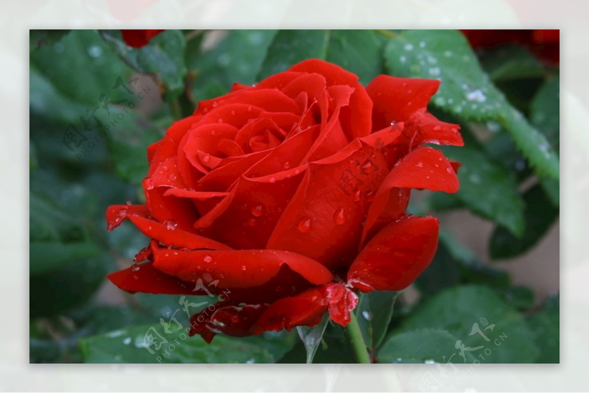 雨露月季花