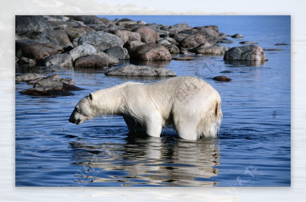 北极熊鱼长角水面风景