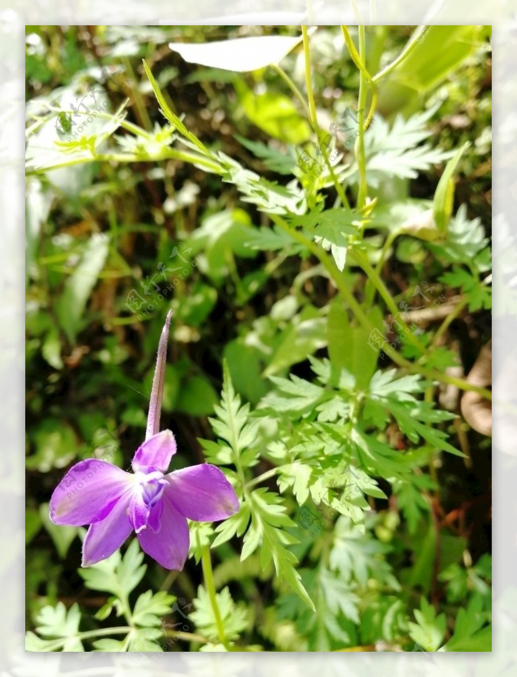 紫色野花花人自然春天