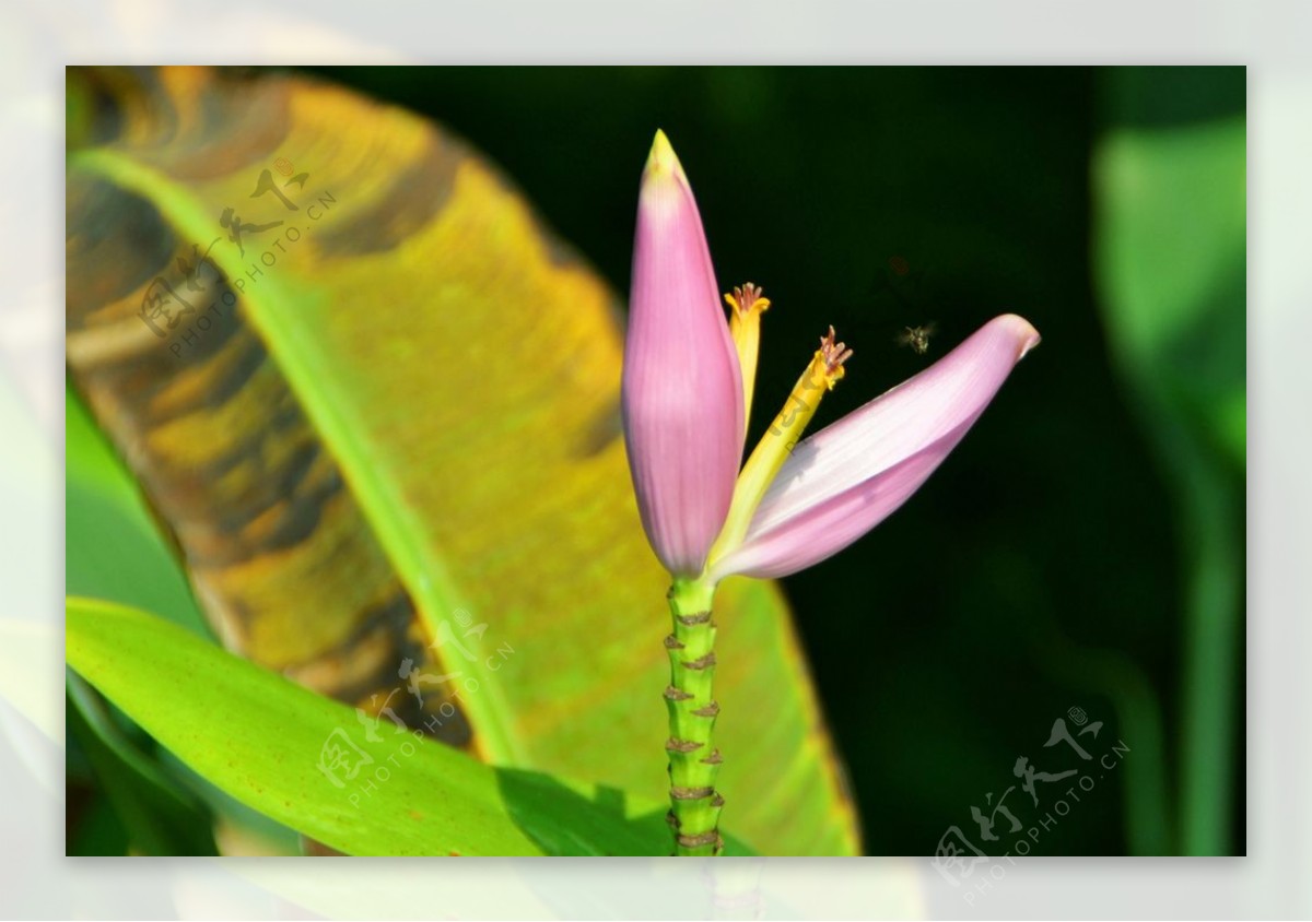 香蕉花