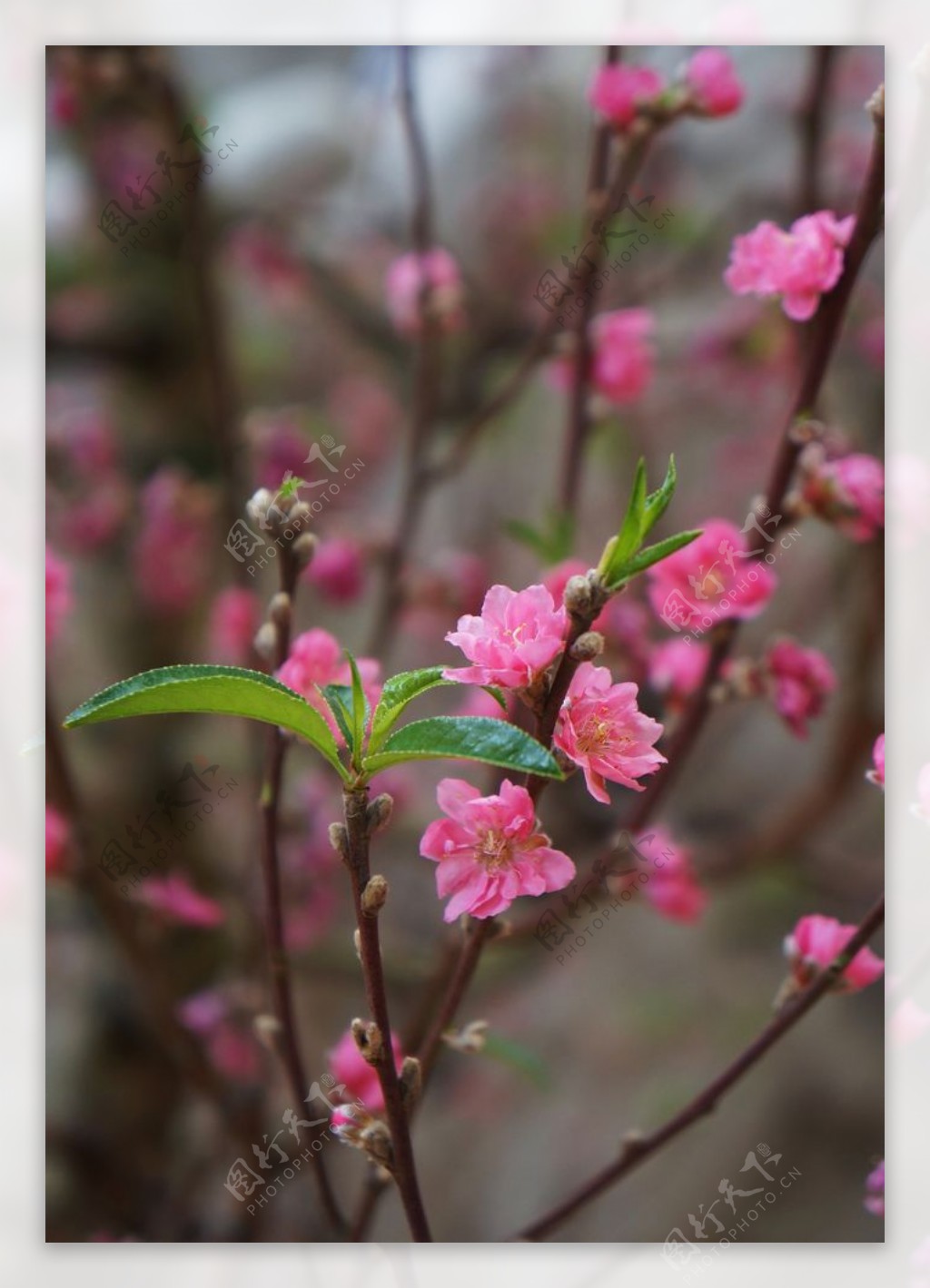 桃花