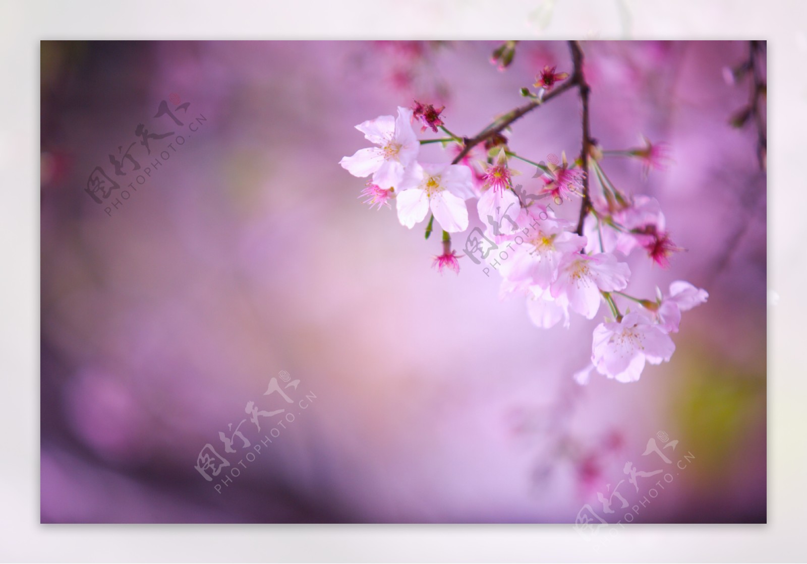 花朵自然樱花春天