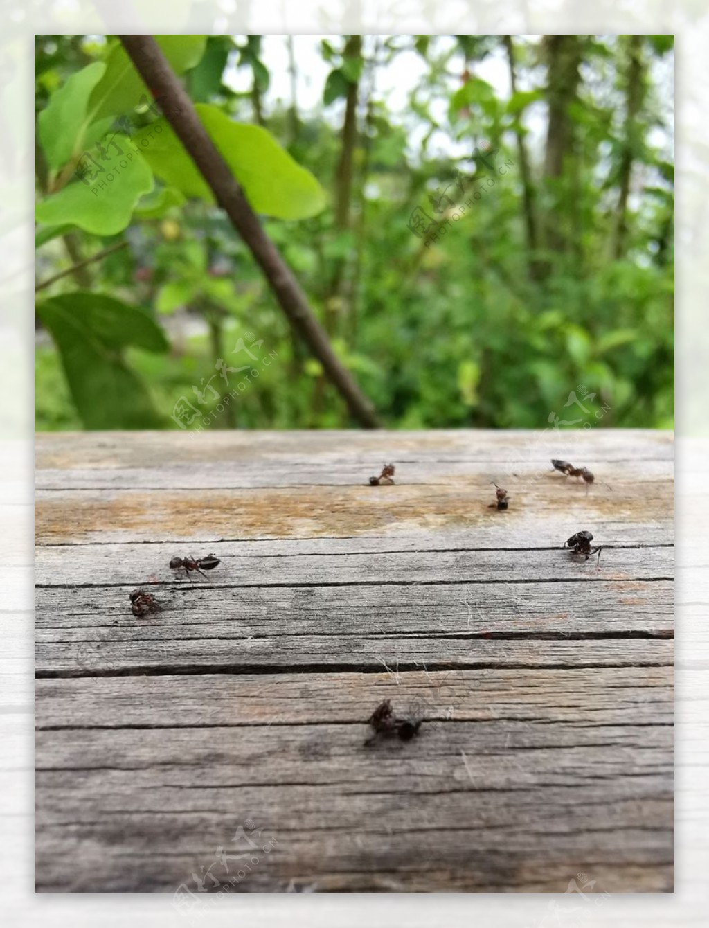 木纹蚂蚁