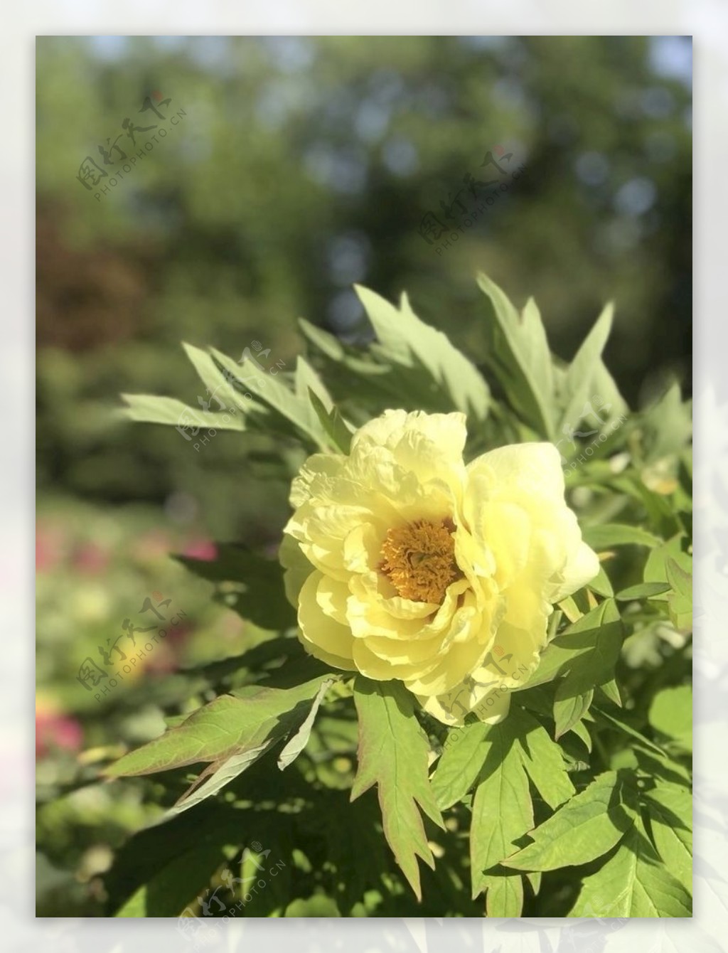 牡丹花花朵植物实景牡丹