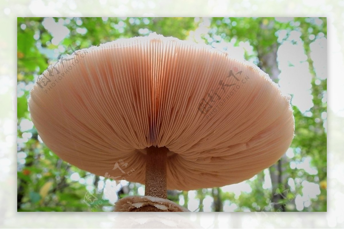 食用野生白蘑菇