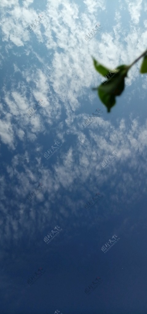 蓝天白云瓦片云天空带树叶