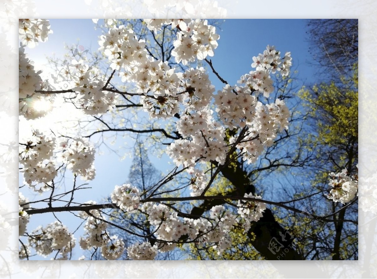 迎春花和樱花