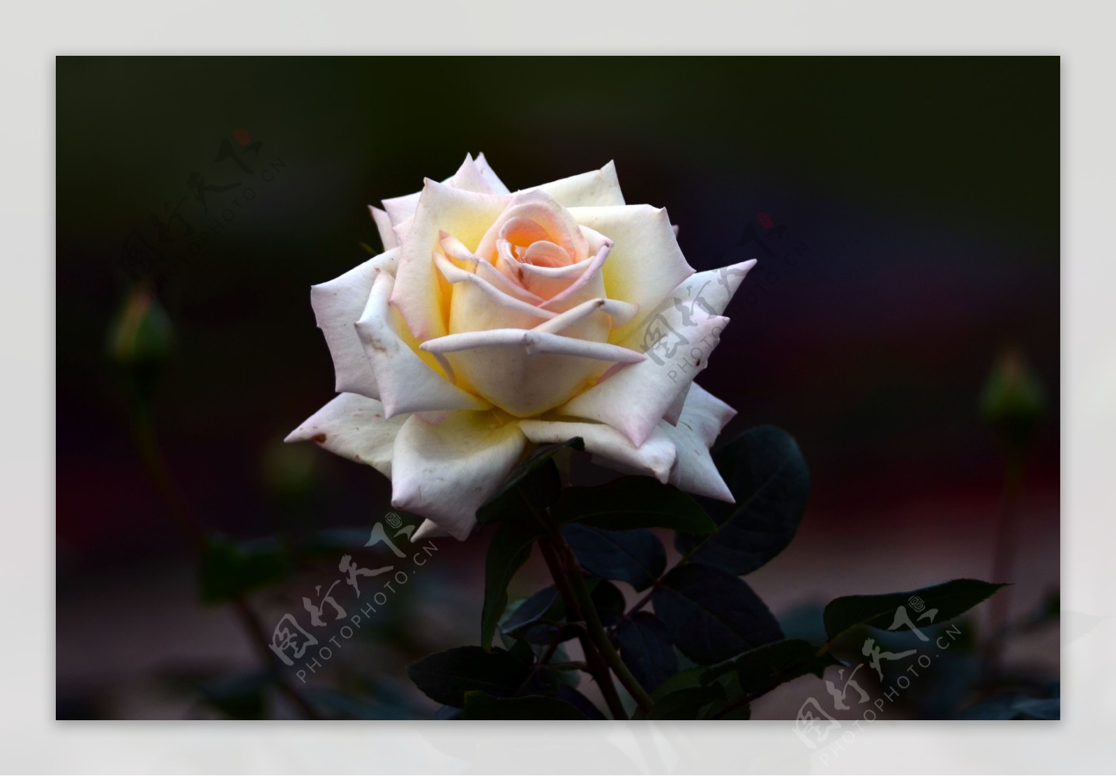 淡黄的白玫瑰花