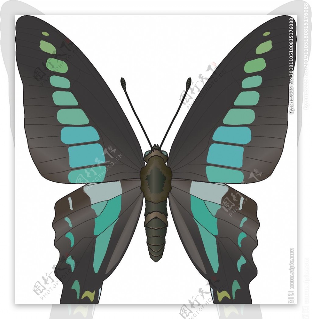 昆虫系列绿色黑色蝴蝶