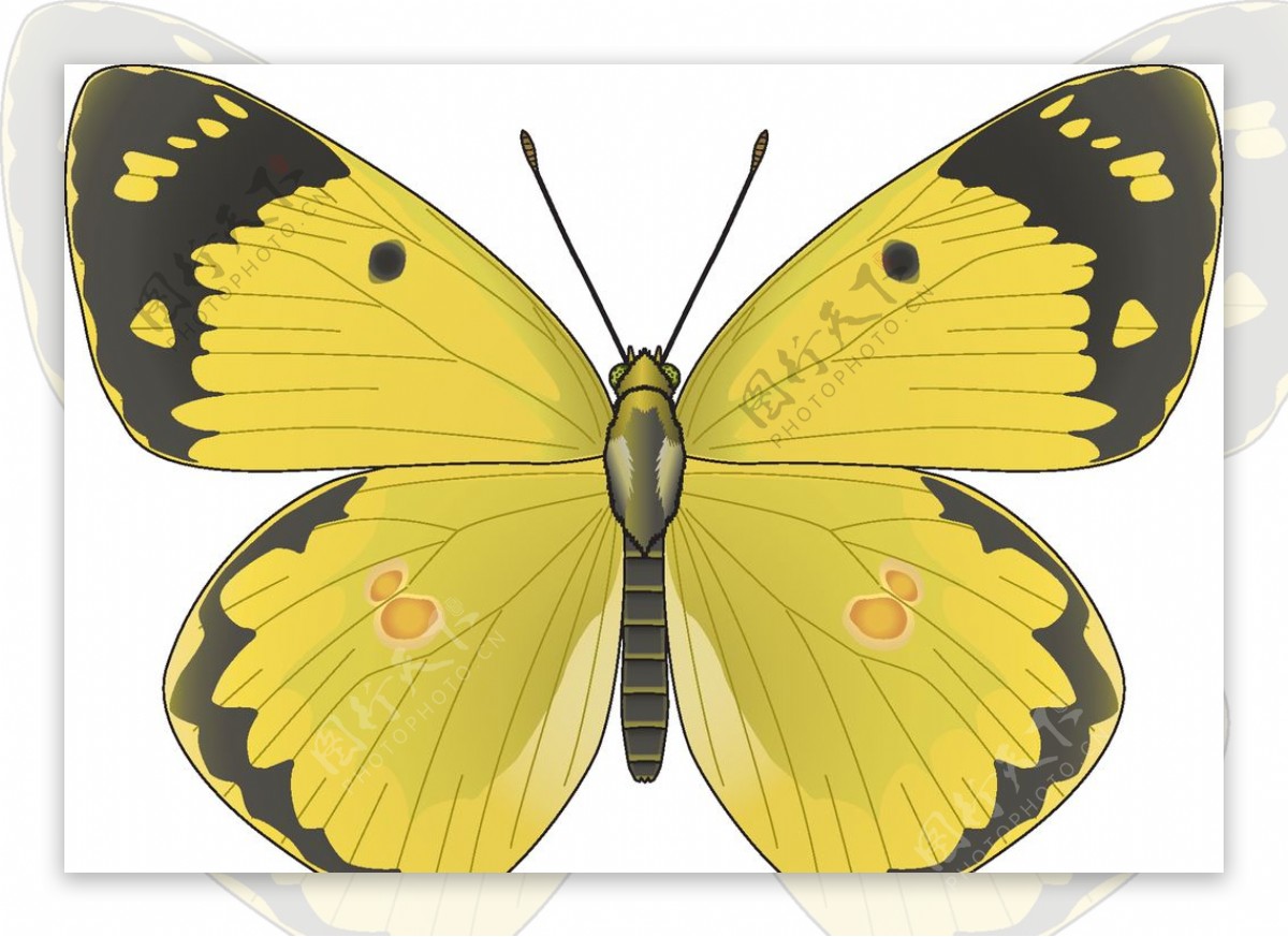 昆虫系列黄色黑色蝴蝶