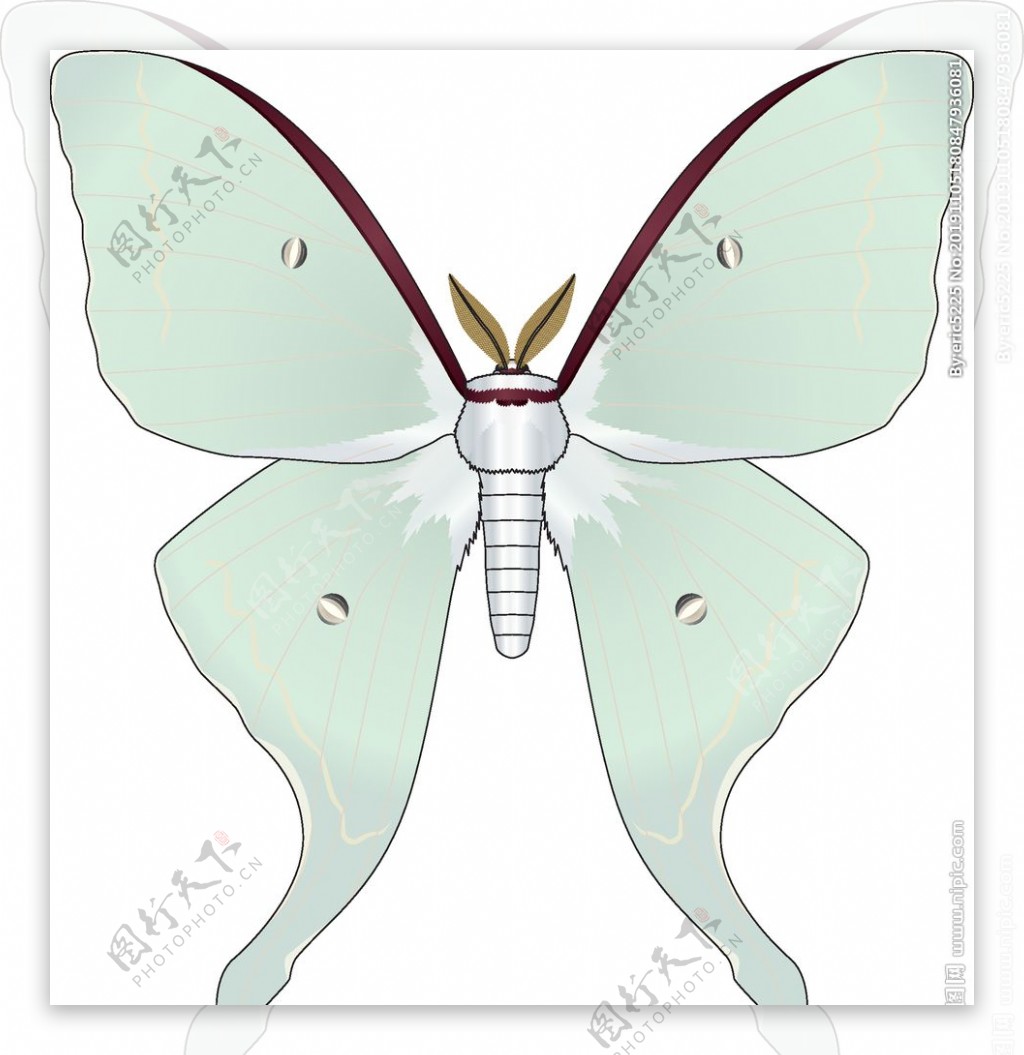 昆虫系列淡绿色蝴蝶