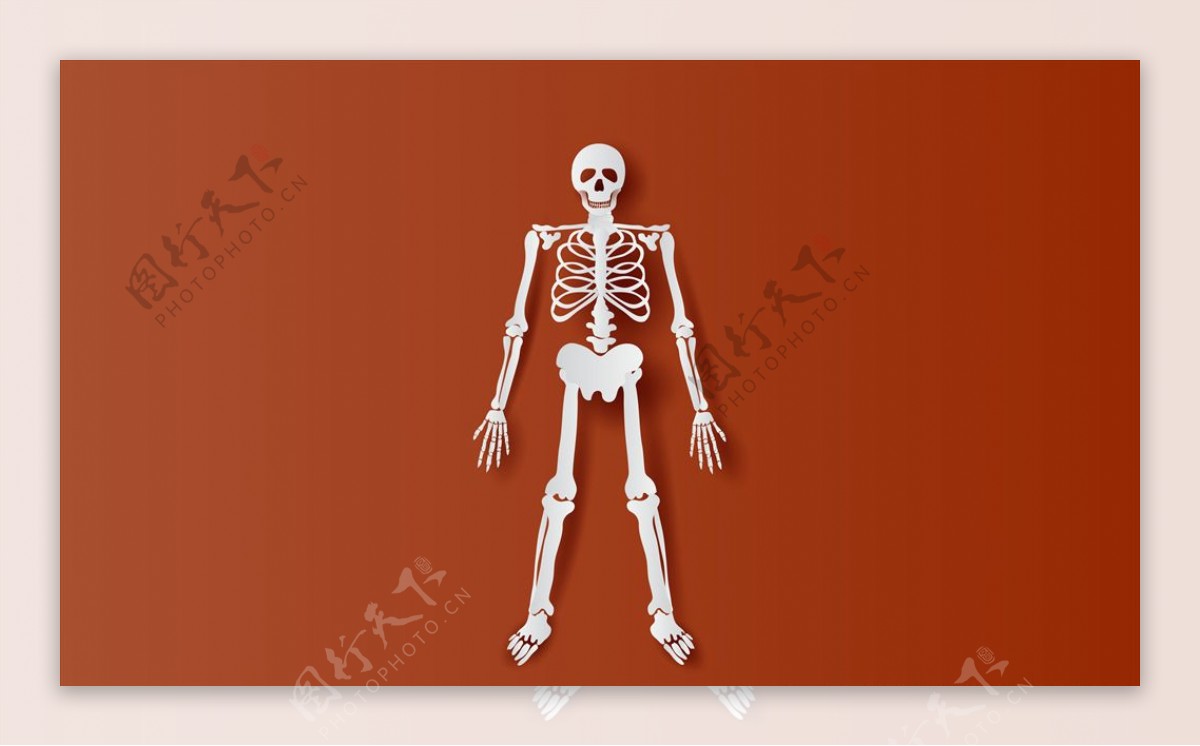 人体骨骼插画