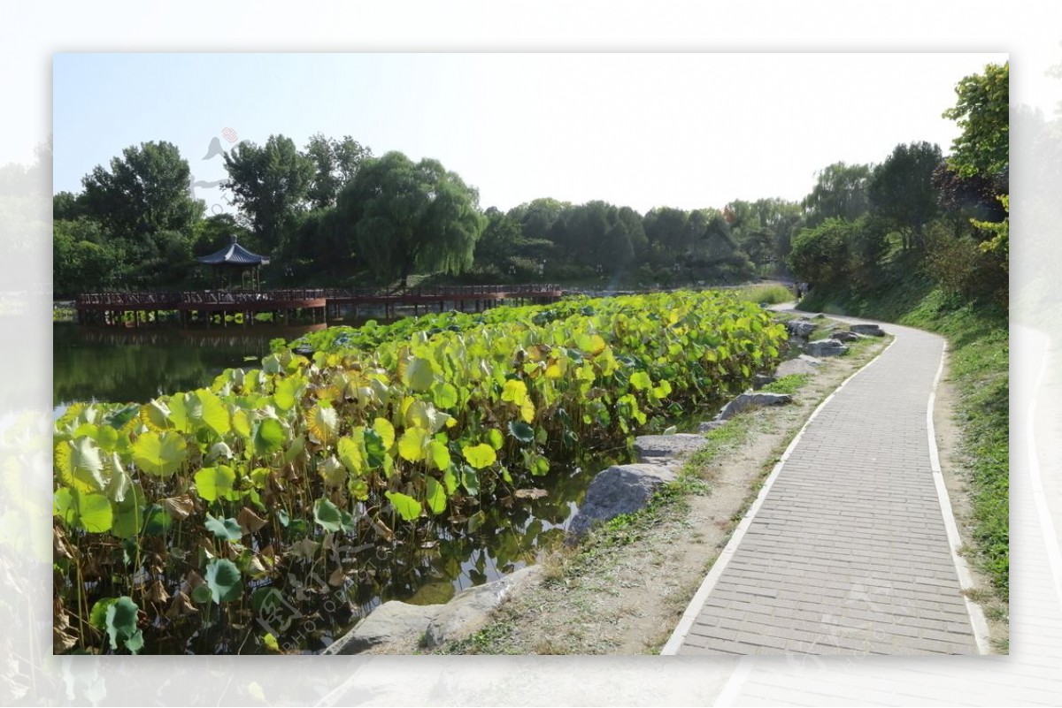 圆明园风景