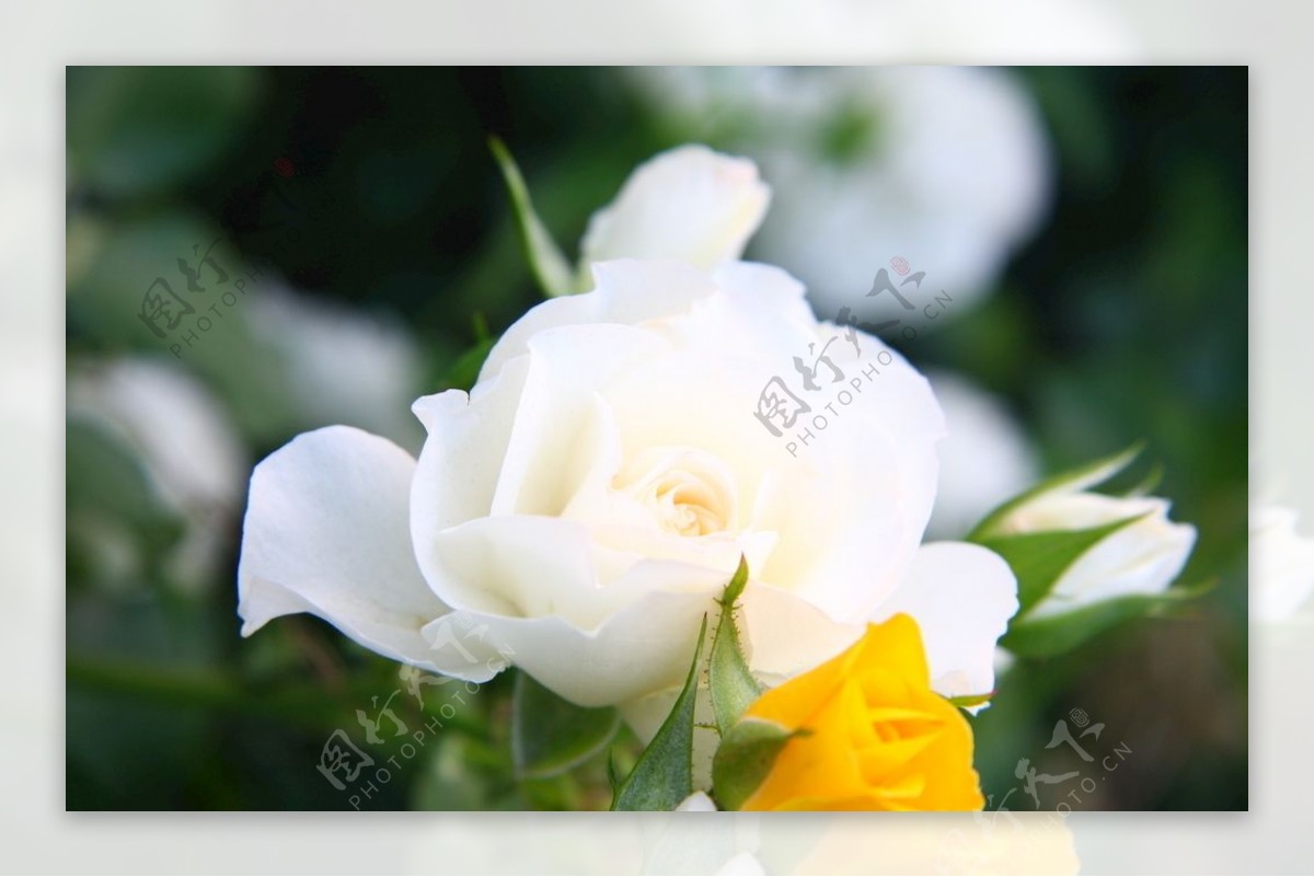 白色玫瑰月季花