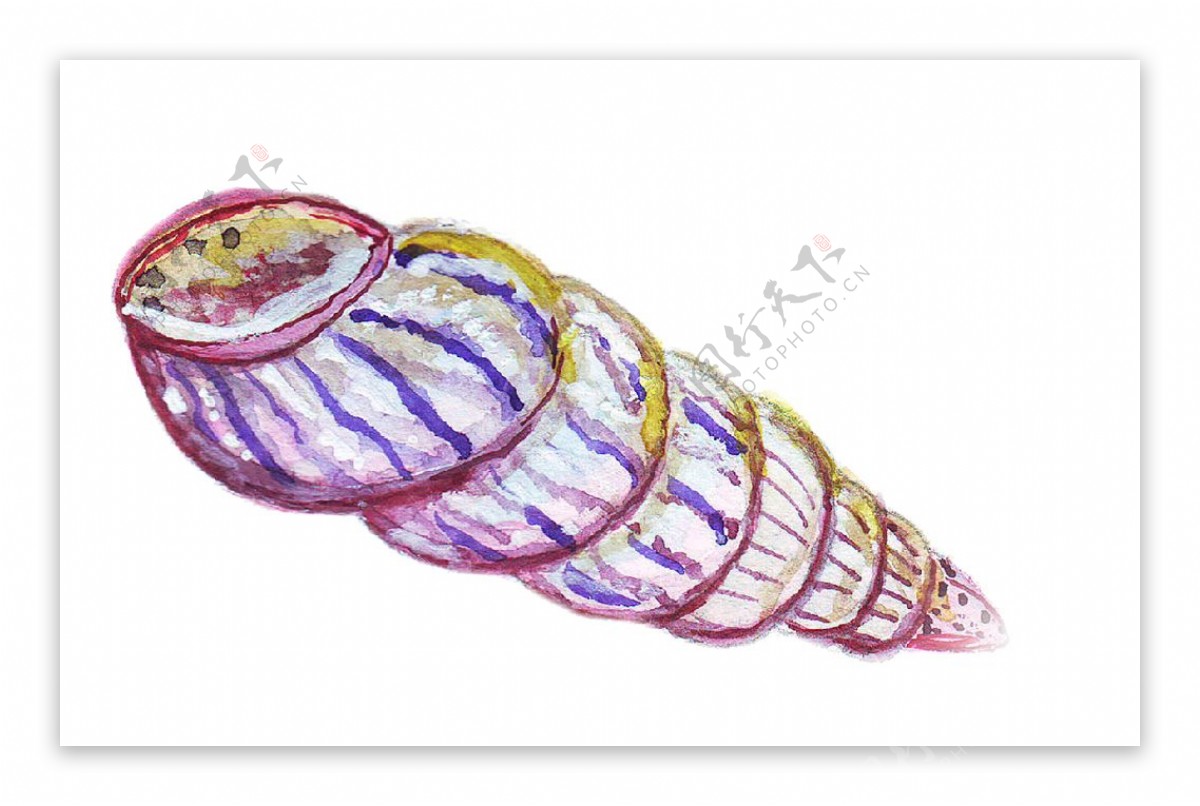 手绘水彩海螺
