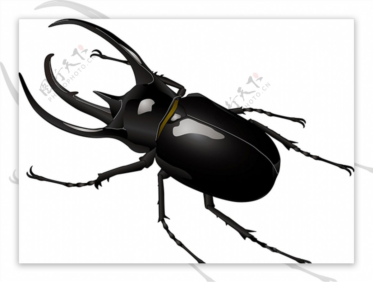 昆虫系列锹形虫褐黑色