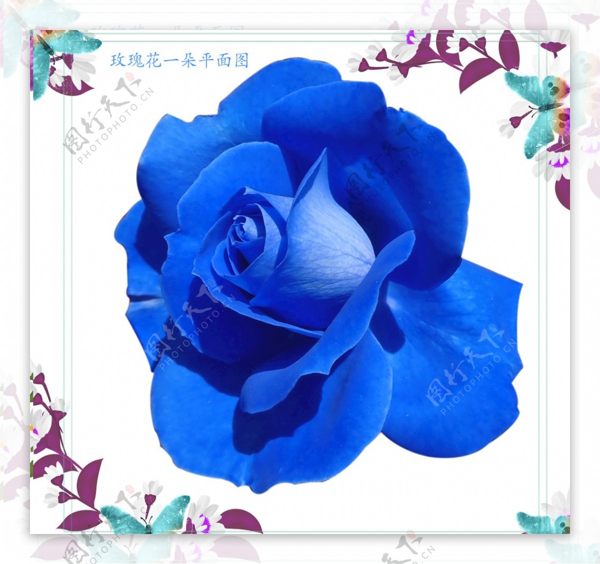 一朵蓝玫瑰花朵图片素材