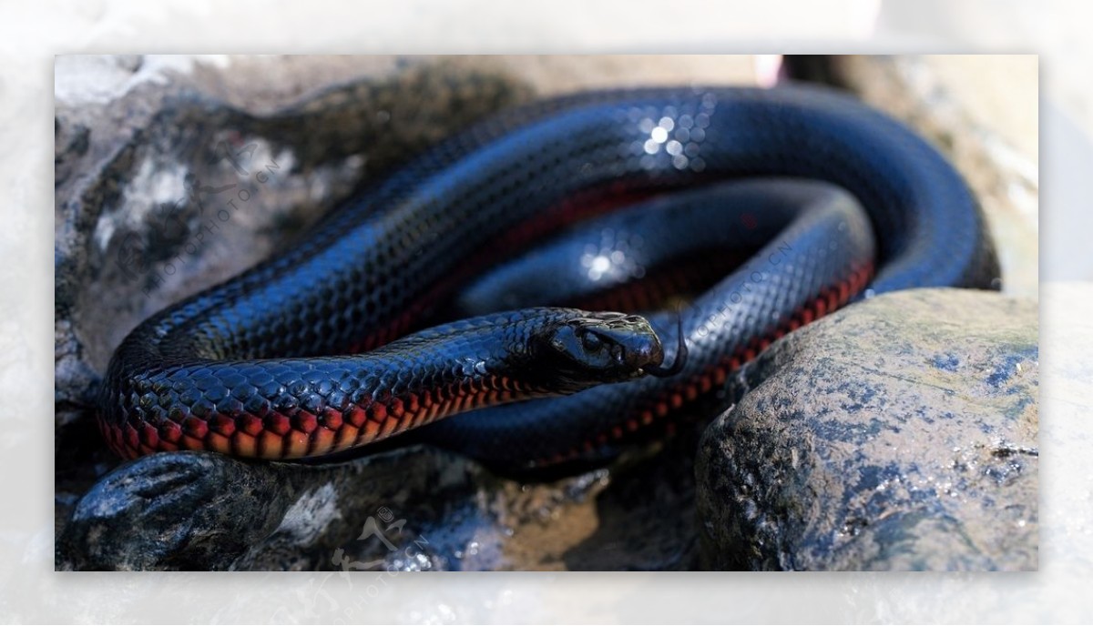 黑色毒蛇爬虫蛇类动物