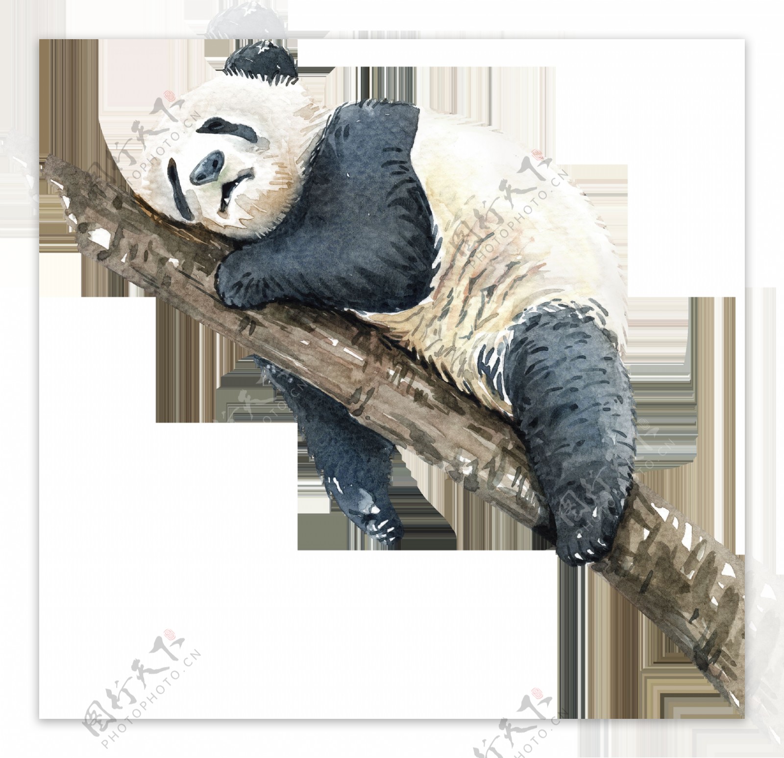 树干上睡觉的熊猫