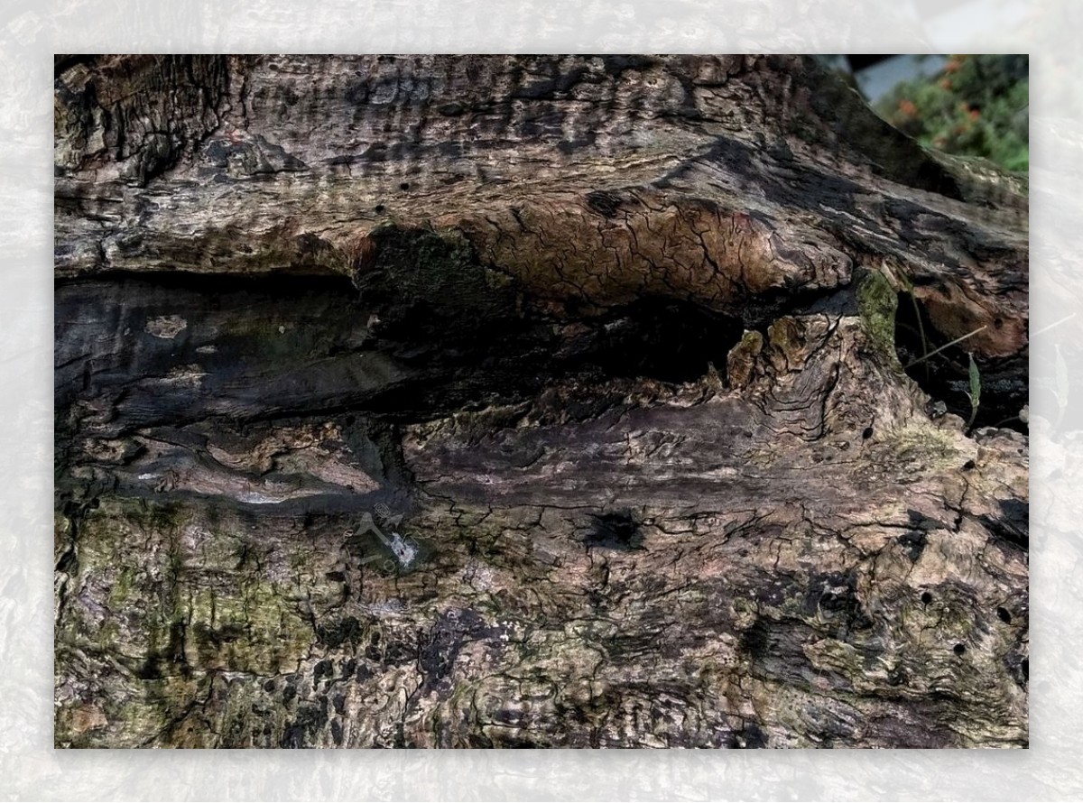 朽木木材树根枯树木纹