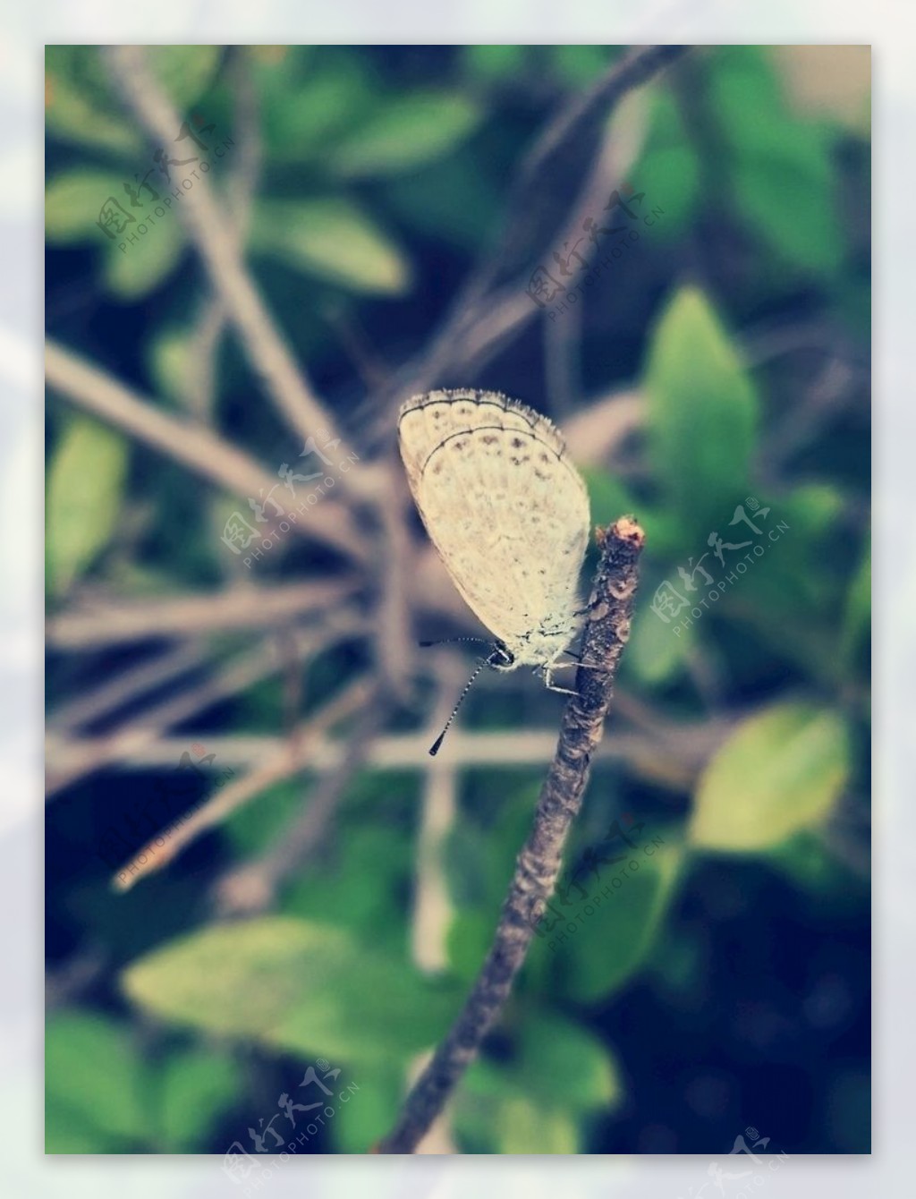 灰色小蝴蝶