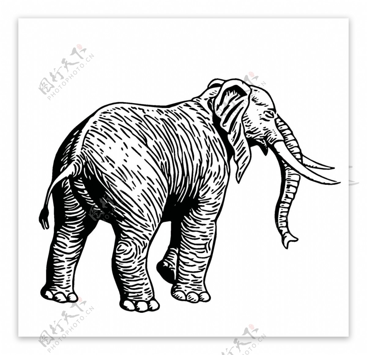 大象插画图案