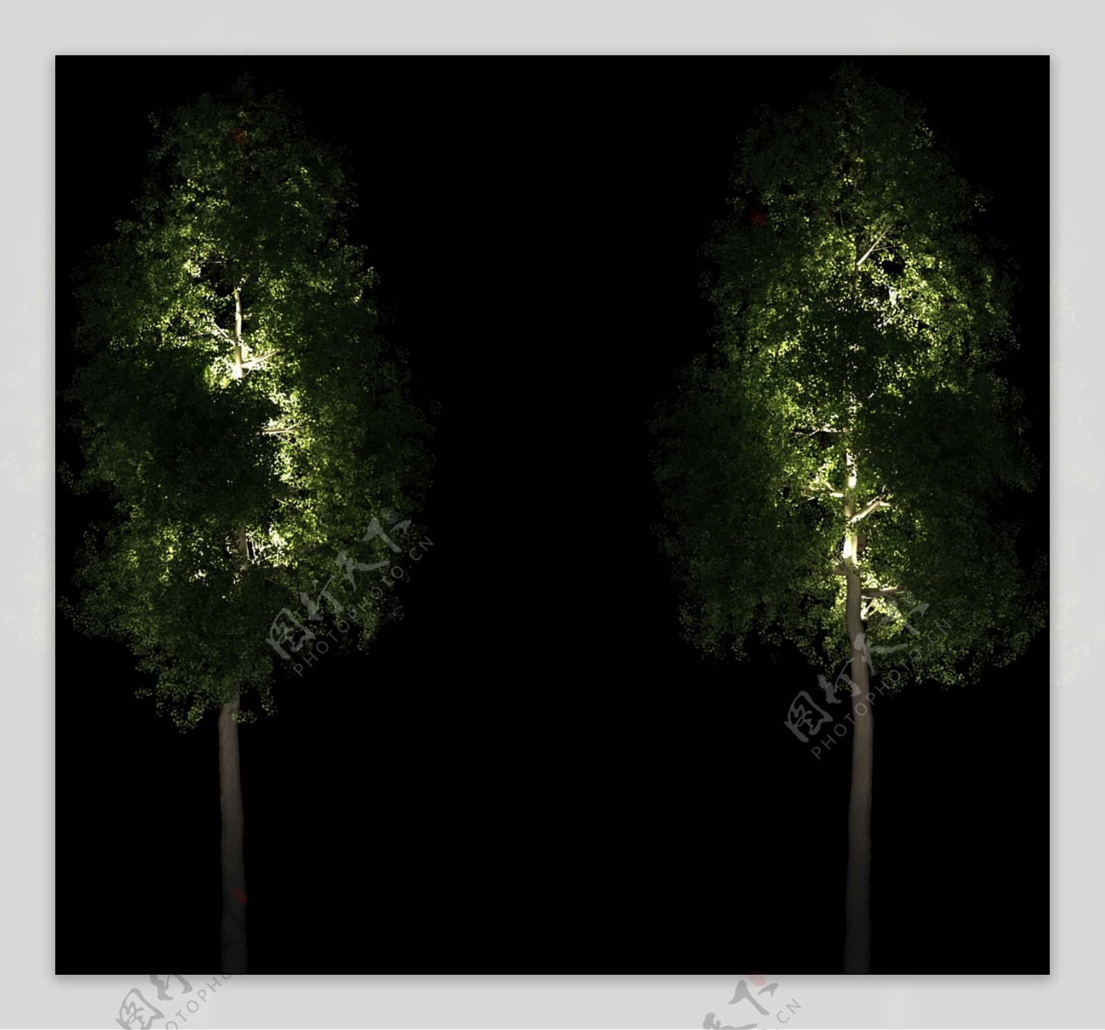 夜景树