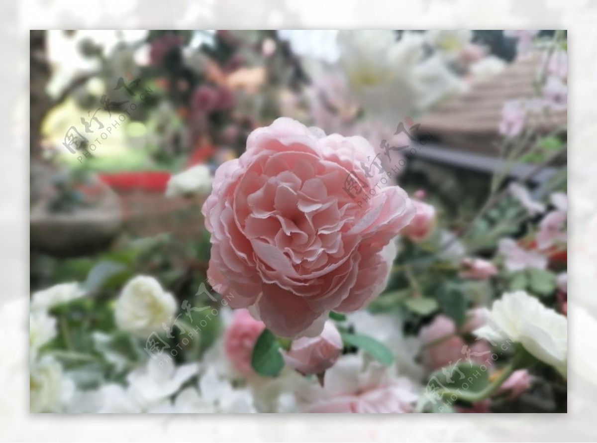 昆明花之城粉玫瑰