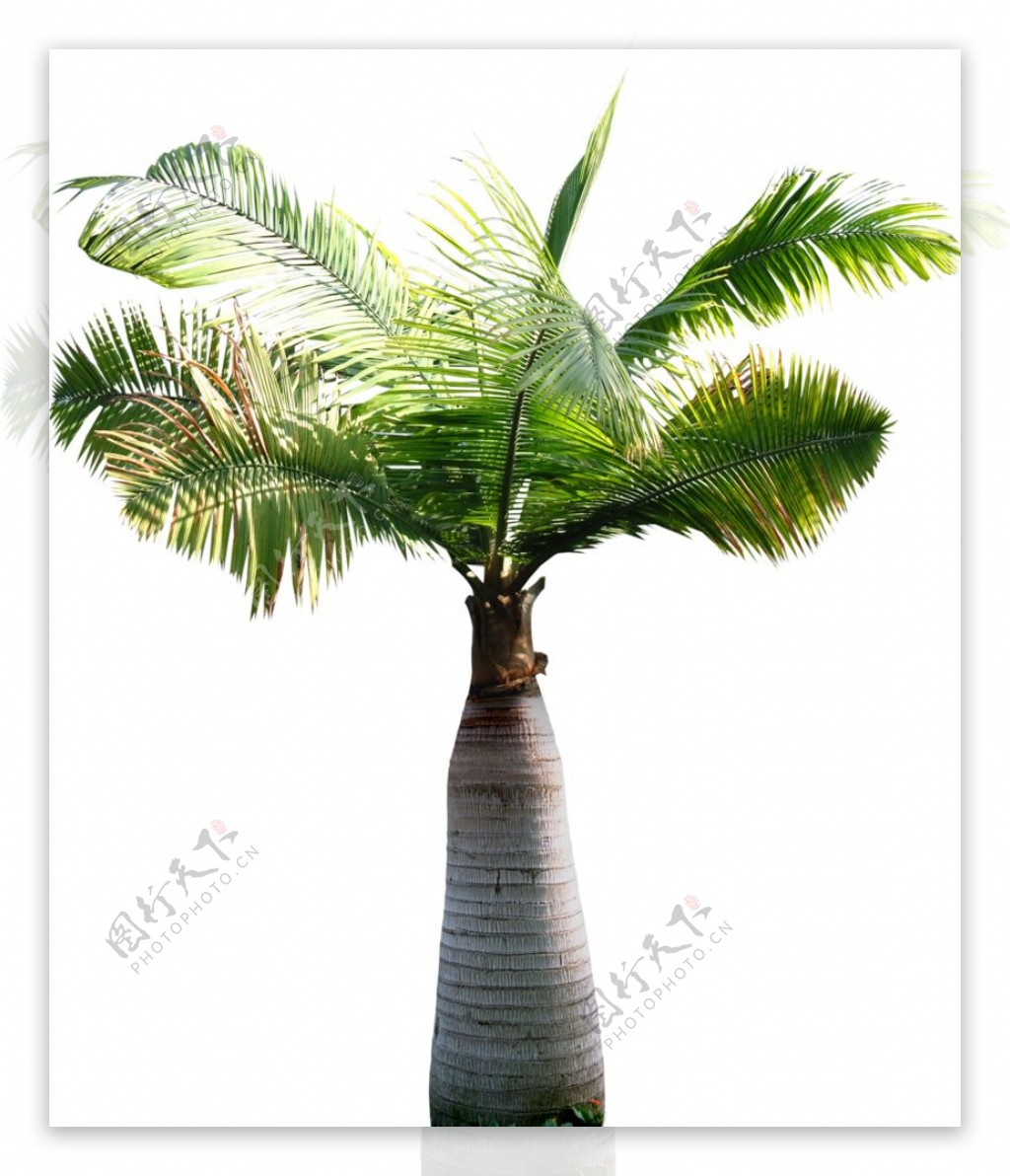 大根椰子树