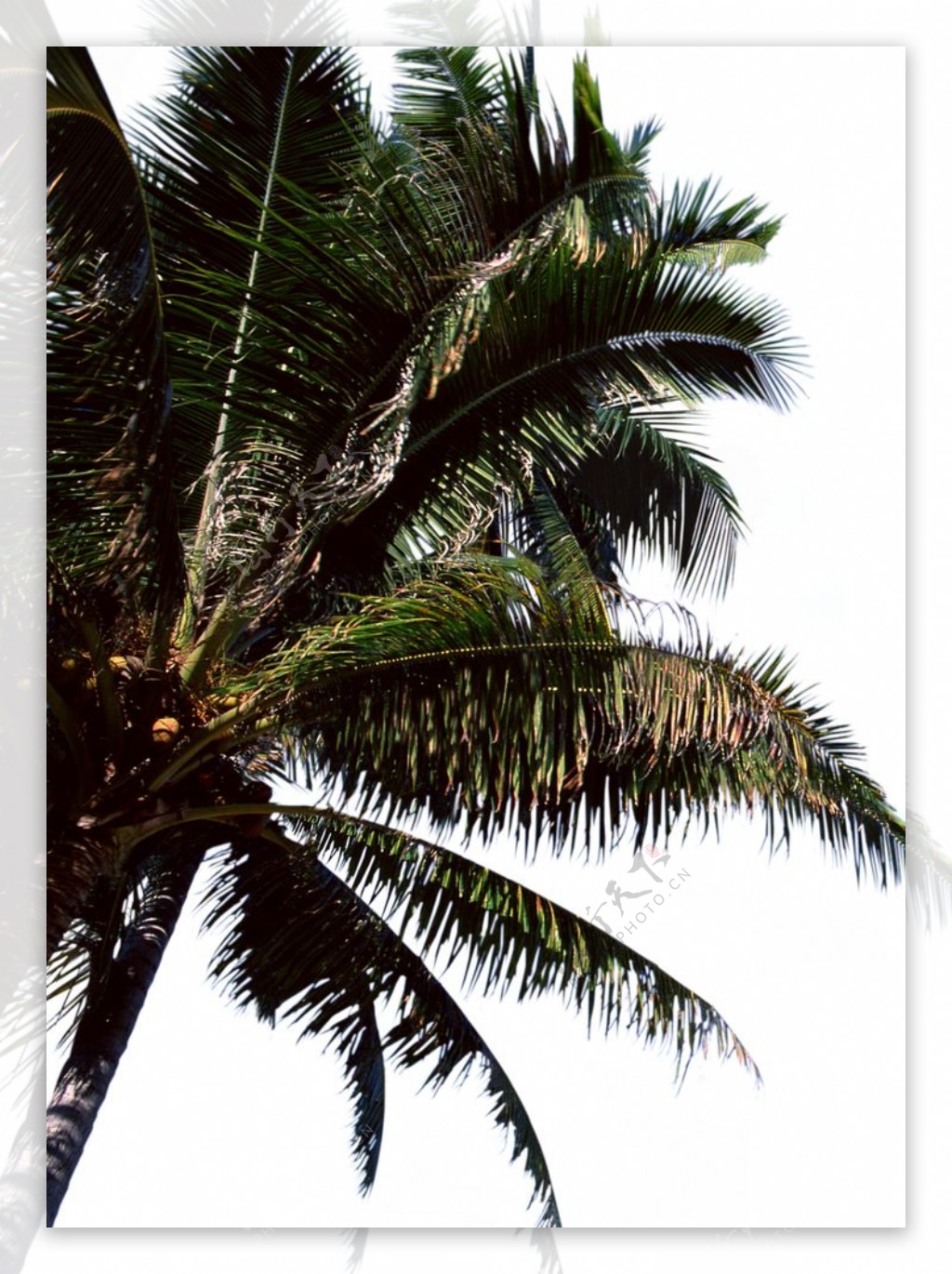 椰子前景树