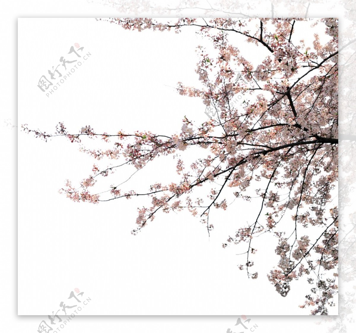 樱花前景树