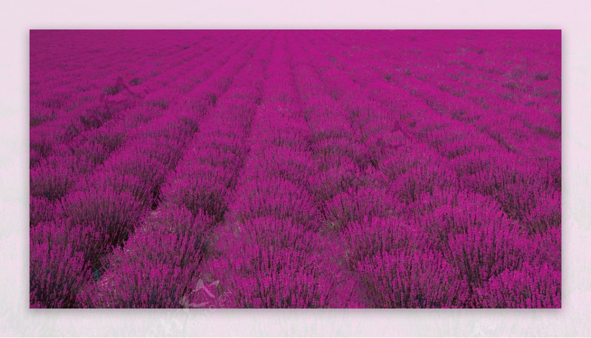 紫红色植物背景