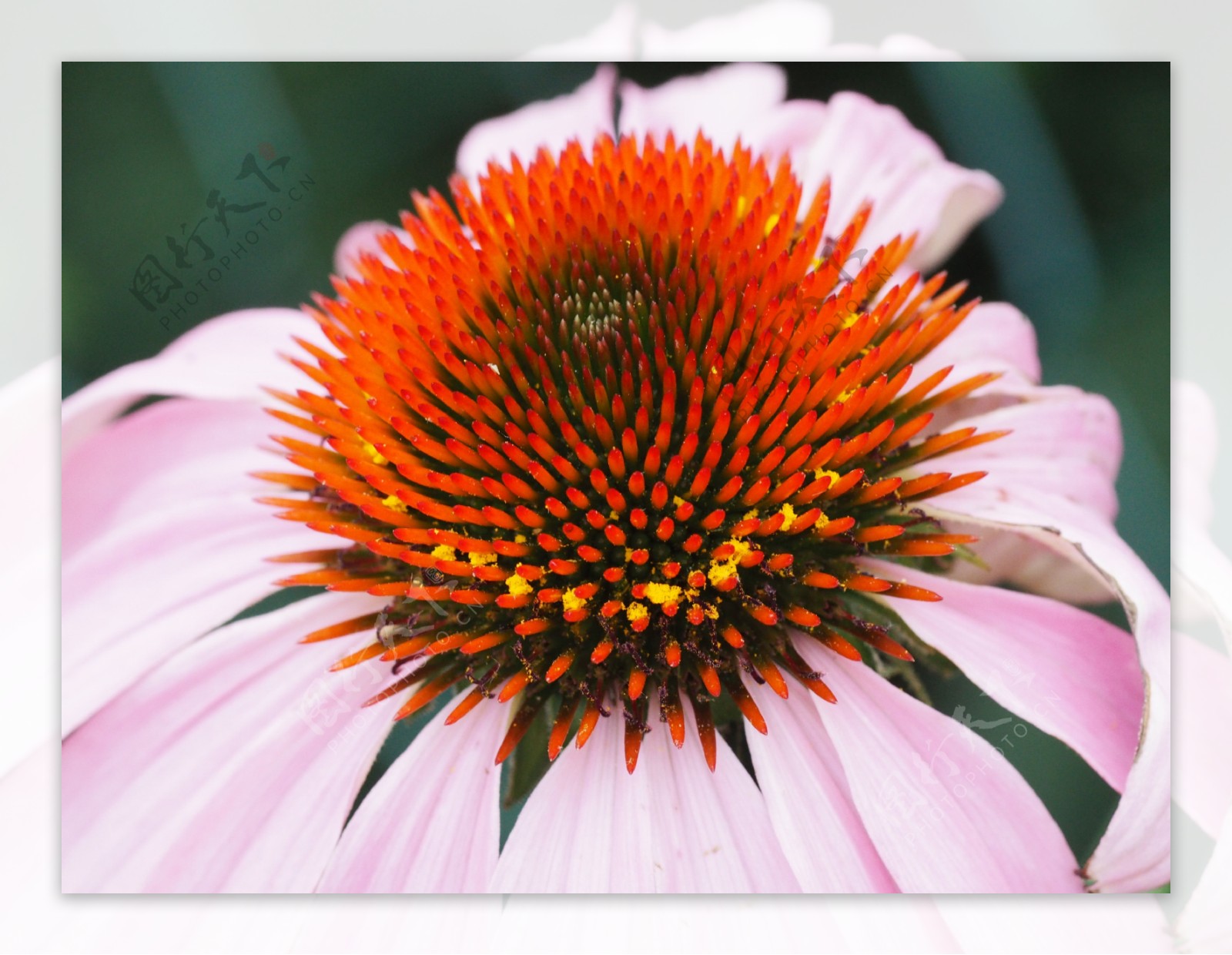 松果菊花朵摄影美图