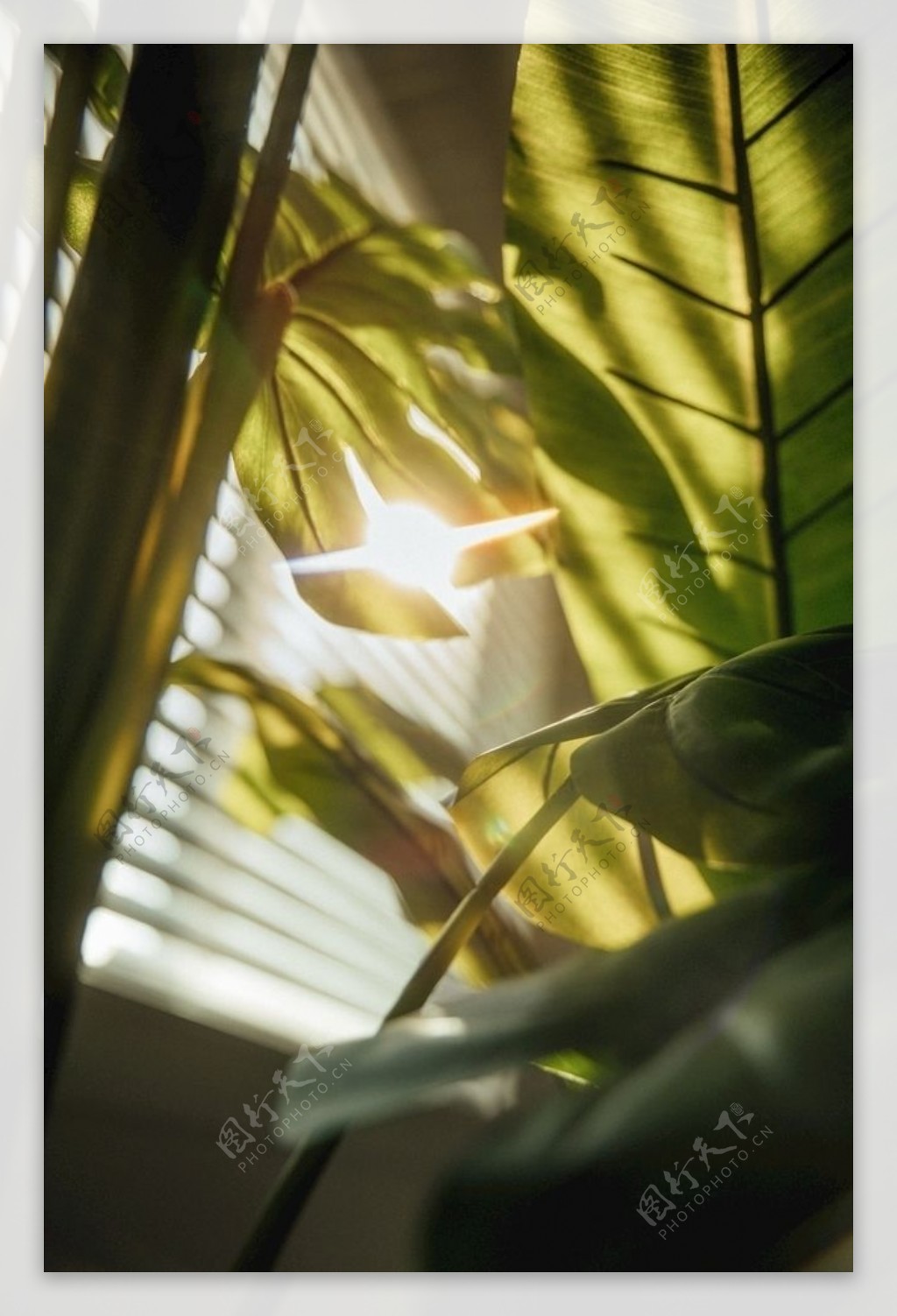 透光窗掠过植物的阳光