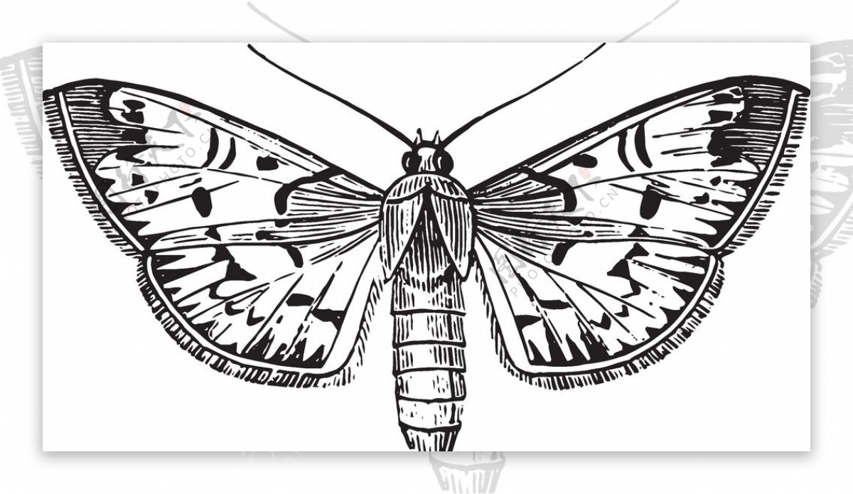 自然昆虫蝴蝶标本插画