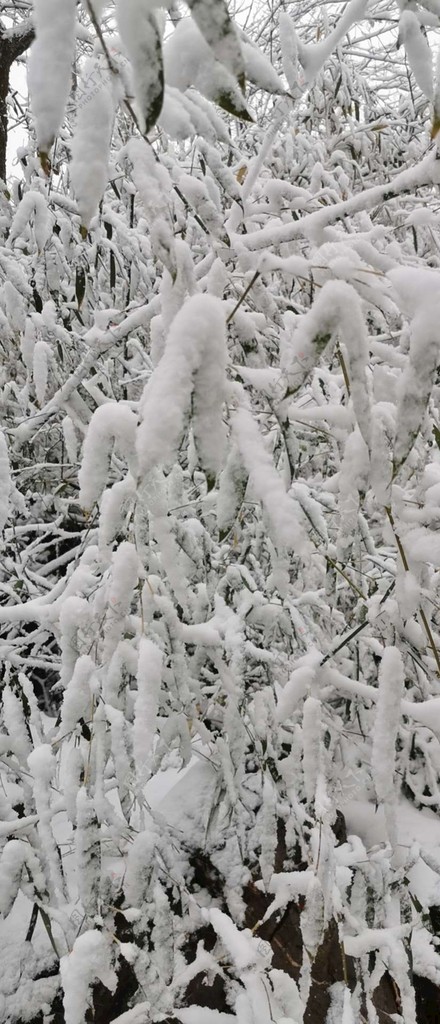 雪景