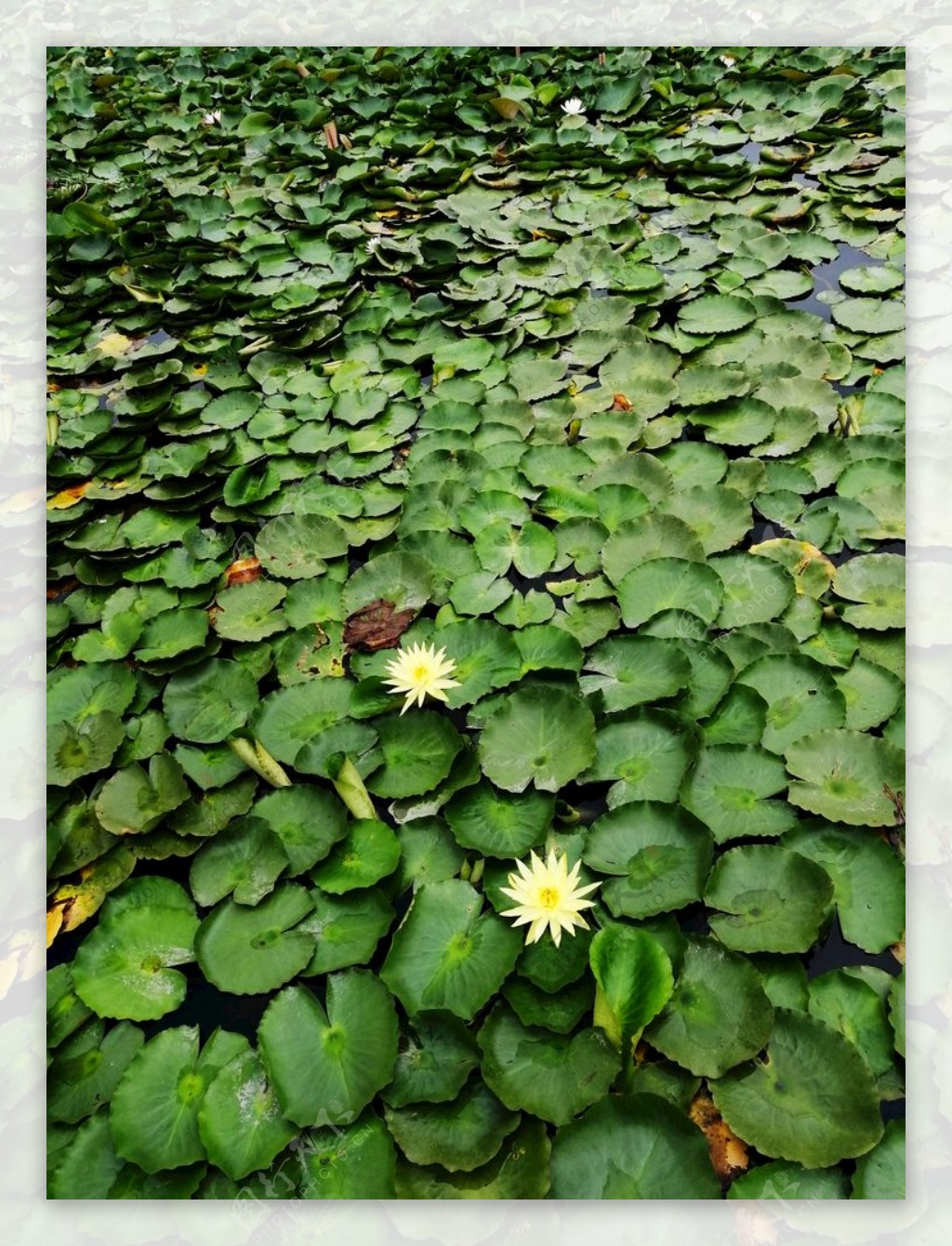 一池睡莲