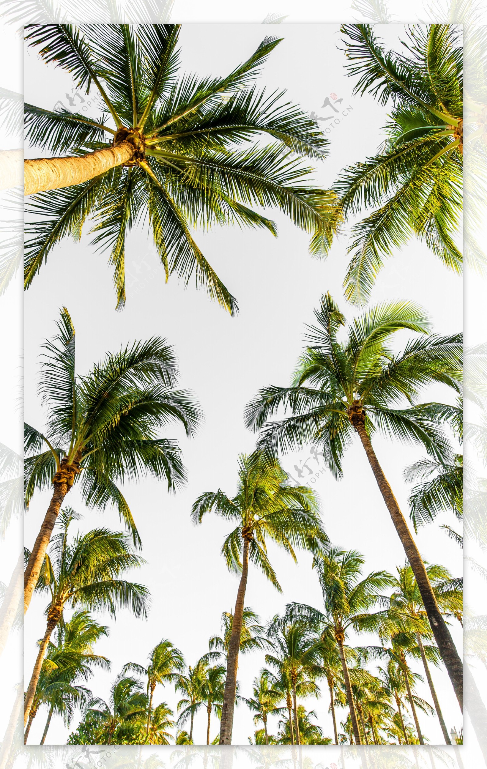 热带椰树海边椰树