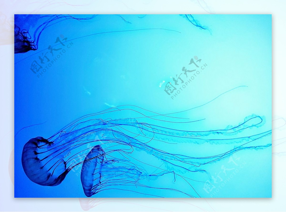 漂亮的蓝色水母