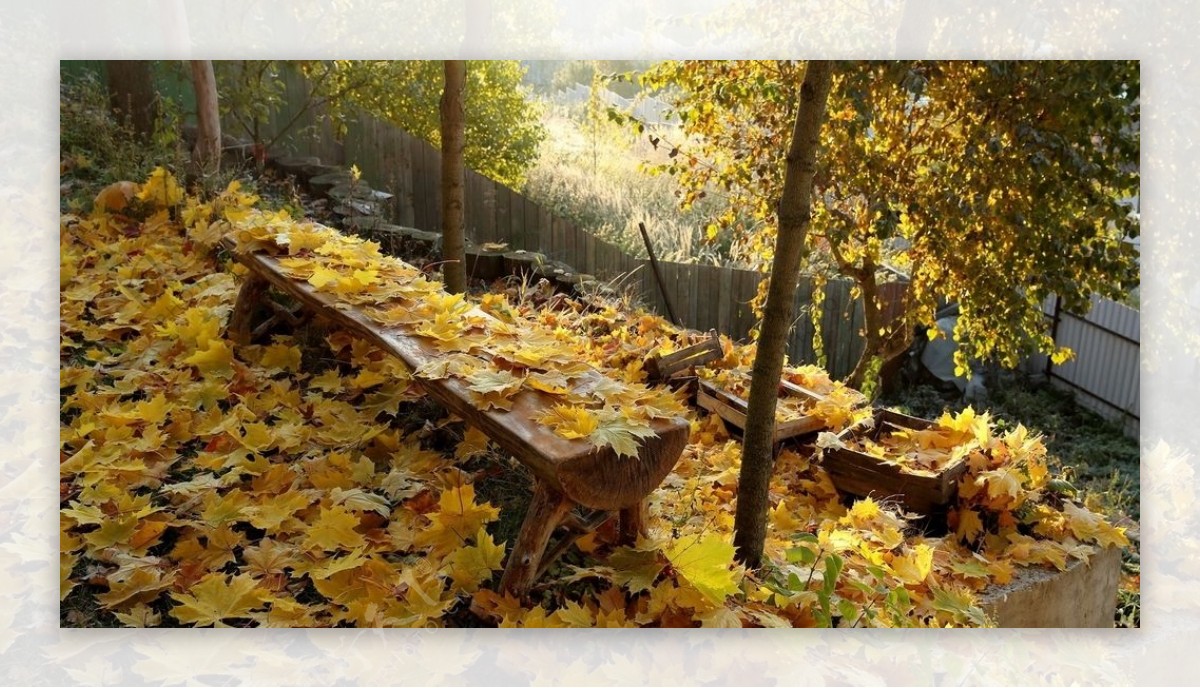 树林木桌落叶背景