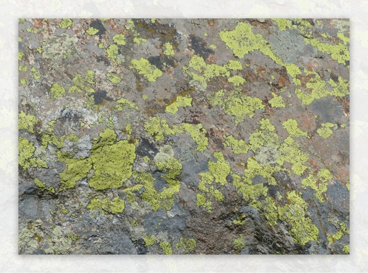 超过 3 张关于“Lichens On Log”和“地衣”的免费图片 - Pixabay