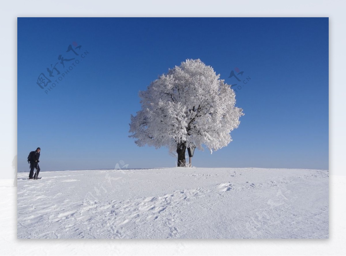 冬日里冰封的树木